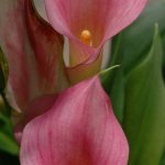 DSC_0023_-_iPhoto_Edited