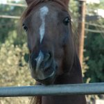DSC_0044_-_iPhoto_Edited