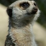 DSC_0135_-_iPhoto_Edited