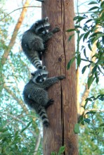wildlife