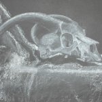 skull